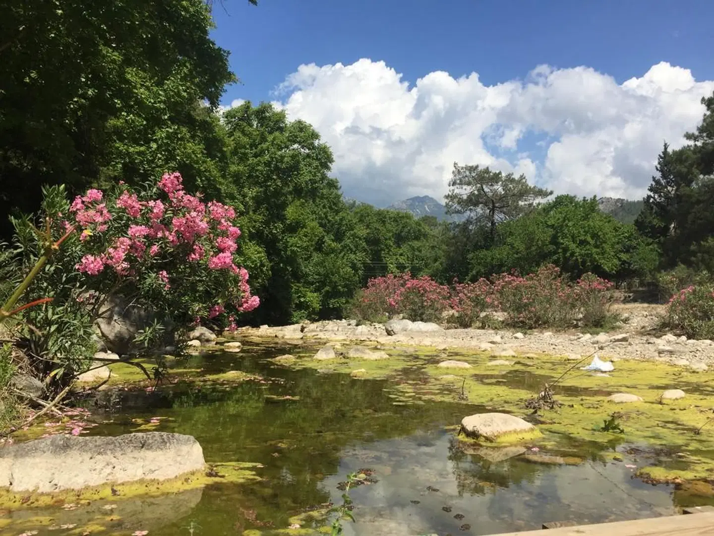 Canario Bungalows Pension Garten