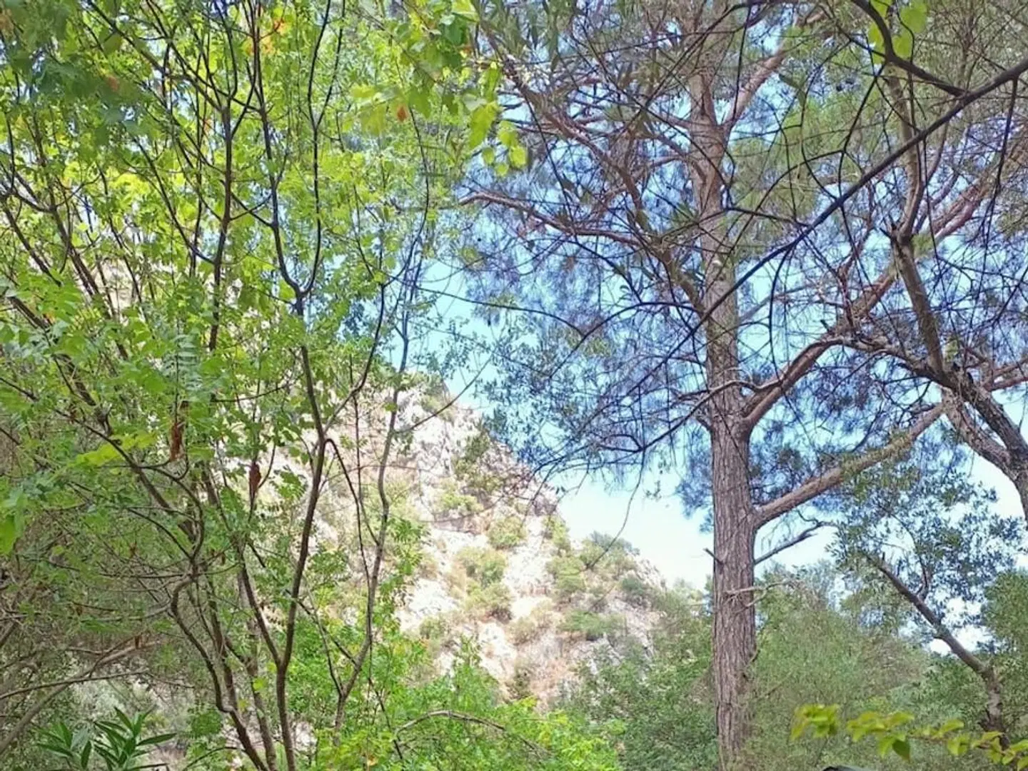 Canario Bungalows Pension LANDSCAPE
