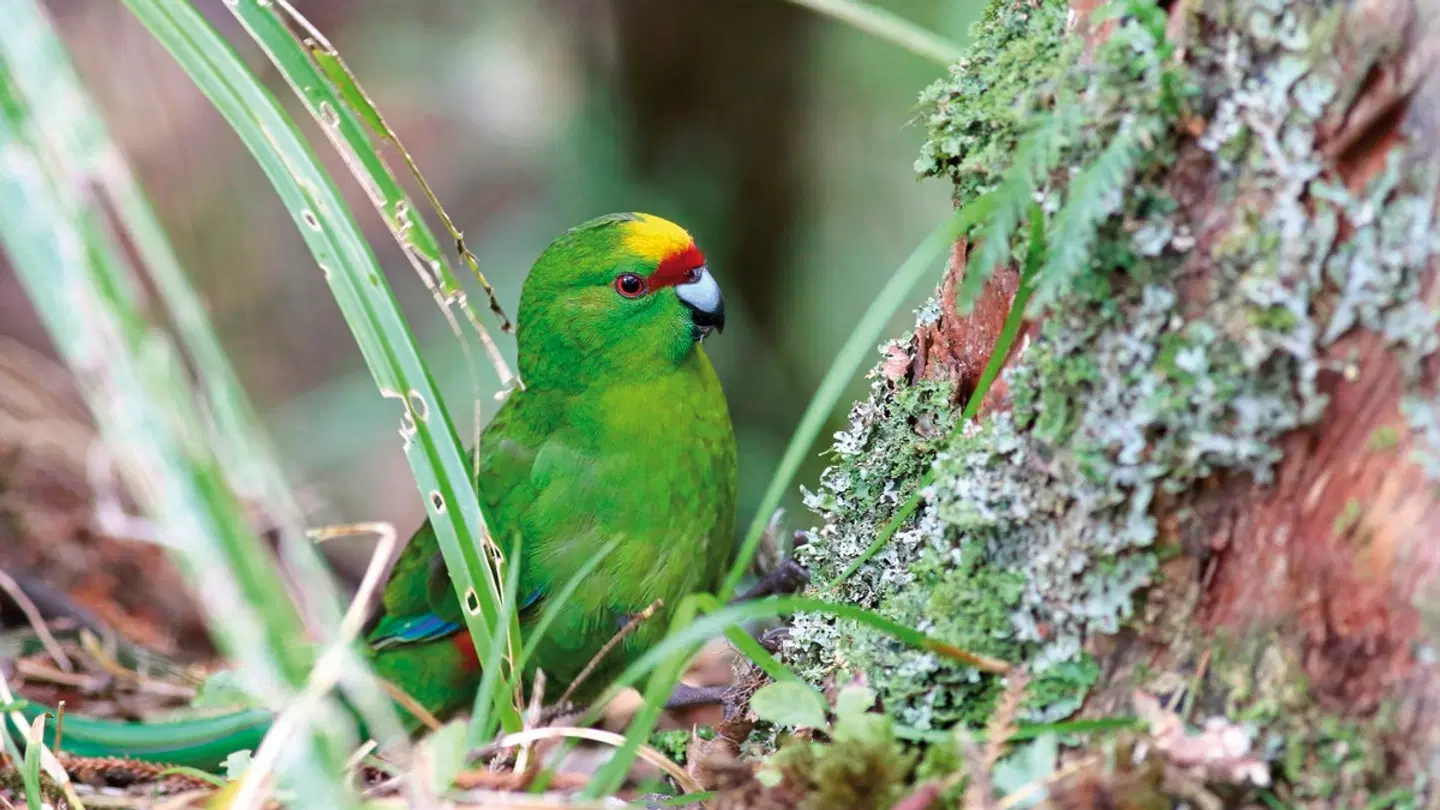 Traumziel Down Under - Australien und Neuseeland Tiere