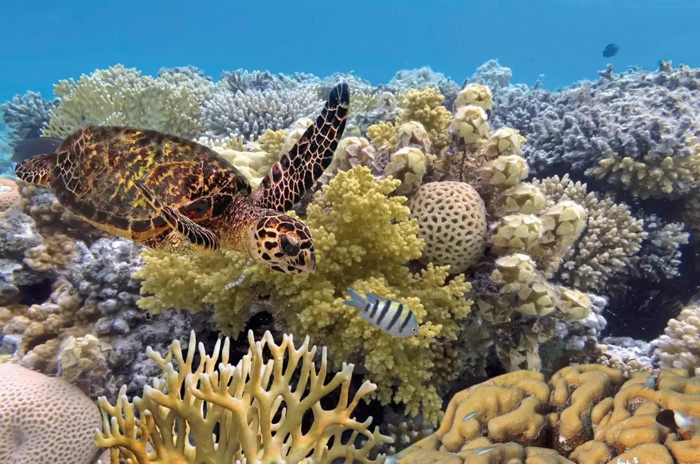 Traumziel Down Under - Australien und Neuseeland Tiere