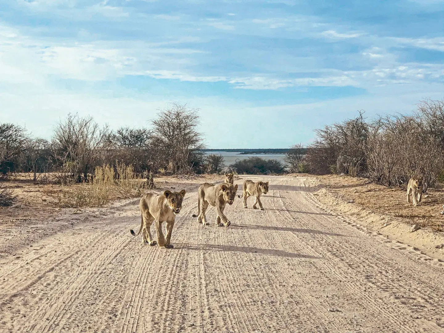 Namibia Entdeckungstour (südliche Richtung) Tiere