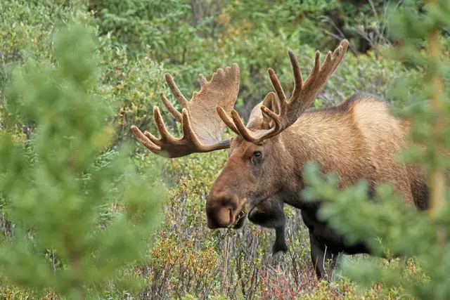 Schwedens Countryside Tiere
