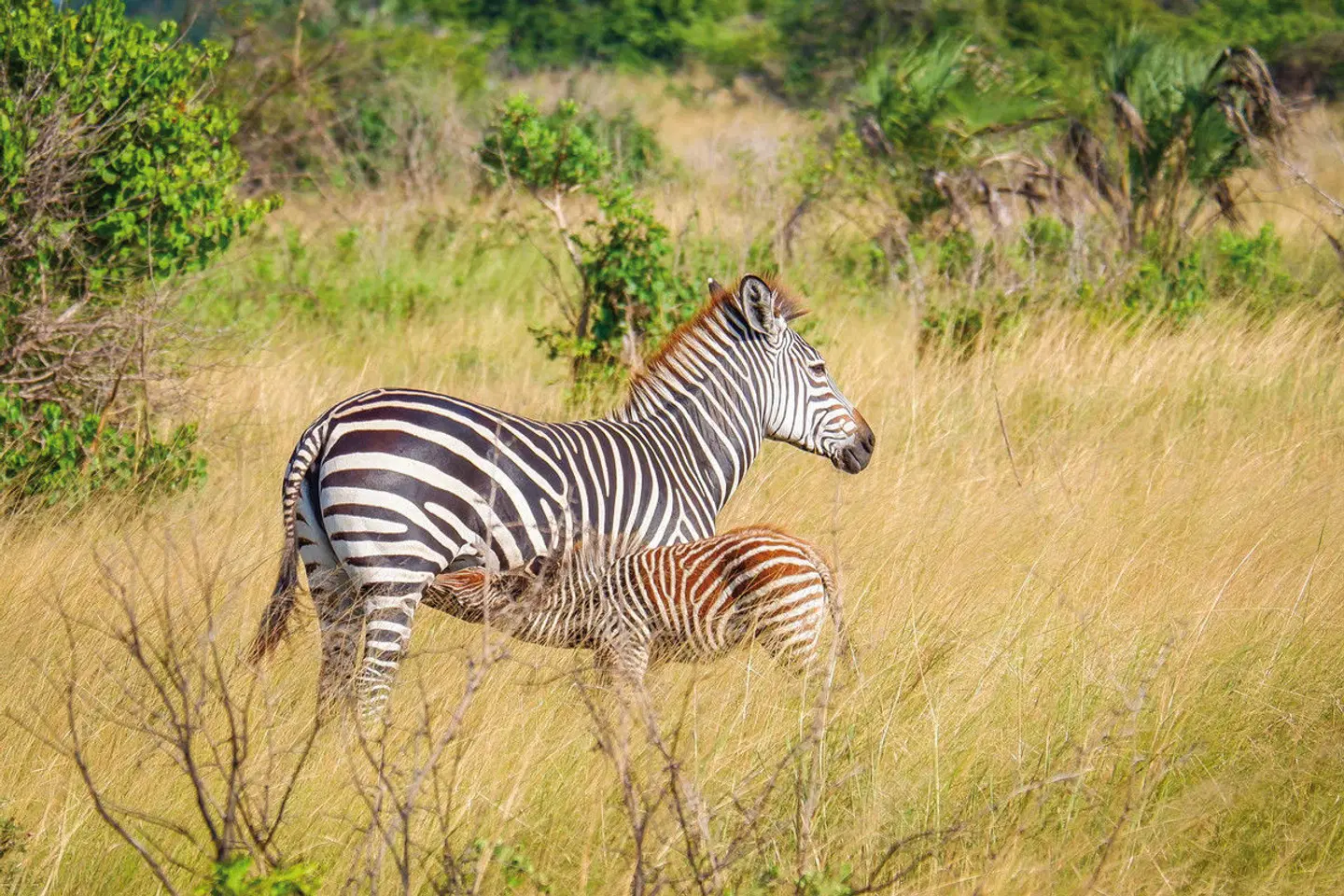 Saadani Safari (2 Nächte) Tiere