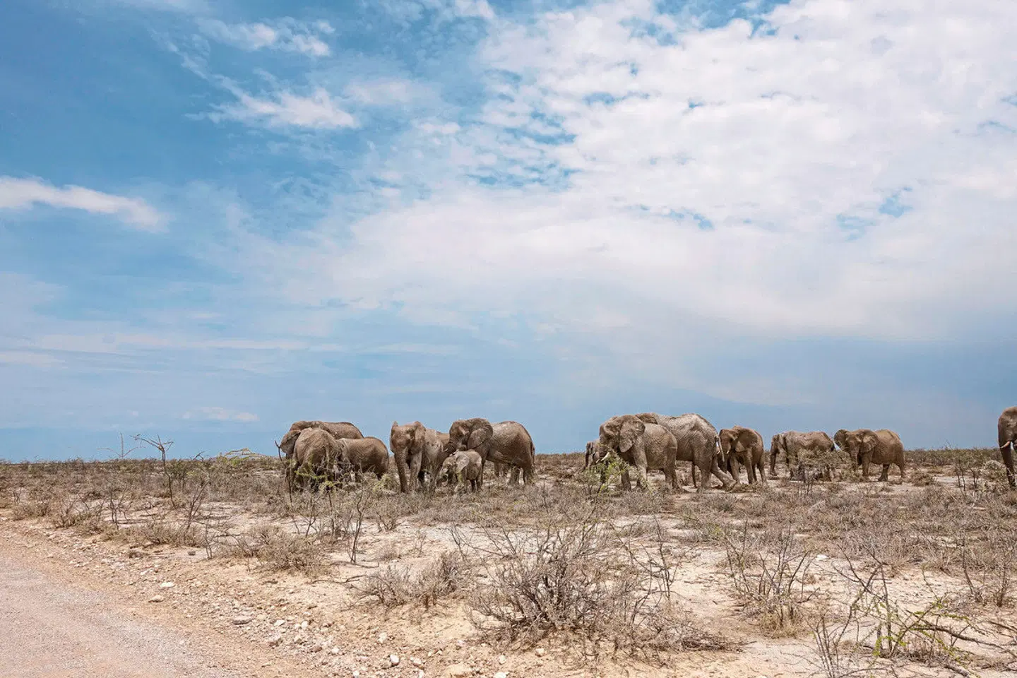 Namibia Entdeckungstour (nördliche Richtung) Tiere
