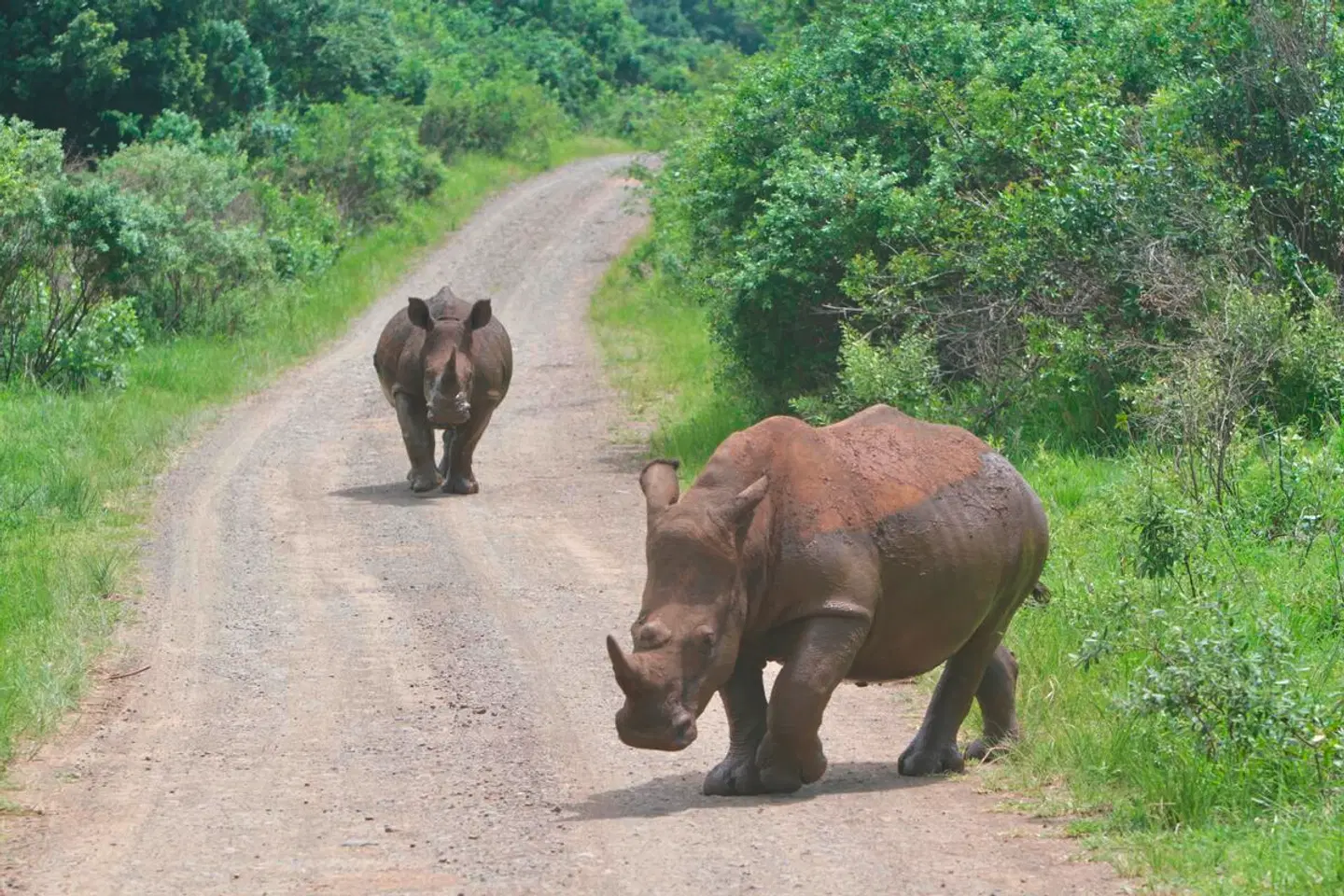 Berge, Tiere & Weltnaturerbe Tiere