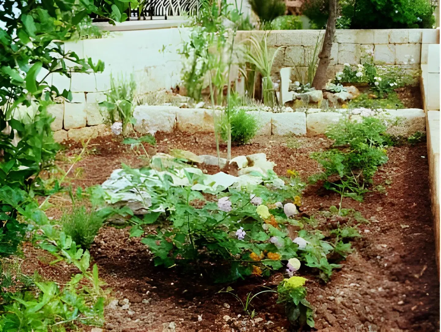 Lantana Aparts Garten