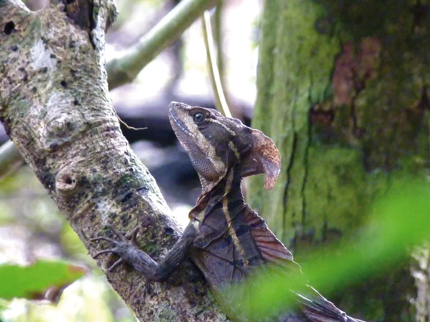 Abenteuer zwischen Vulkan und Regenwald Tiere