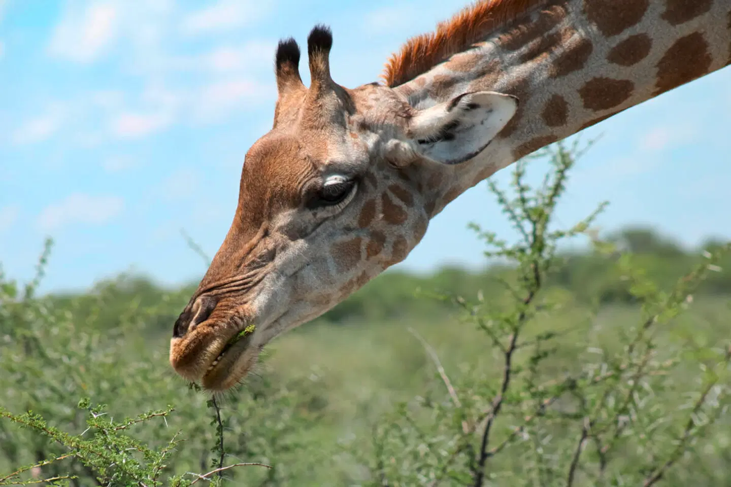 Erlebnis Nationalparks - Etosha bis Victoria Falls Tiere