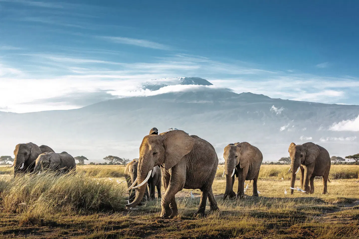 Die große Kenia Safari Tiere