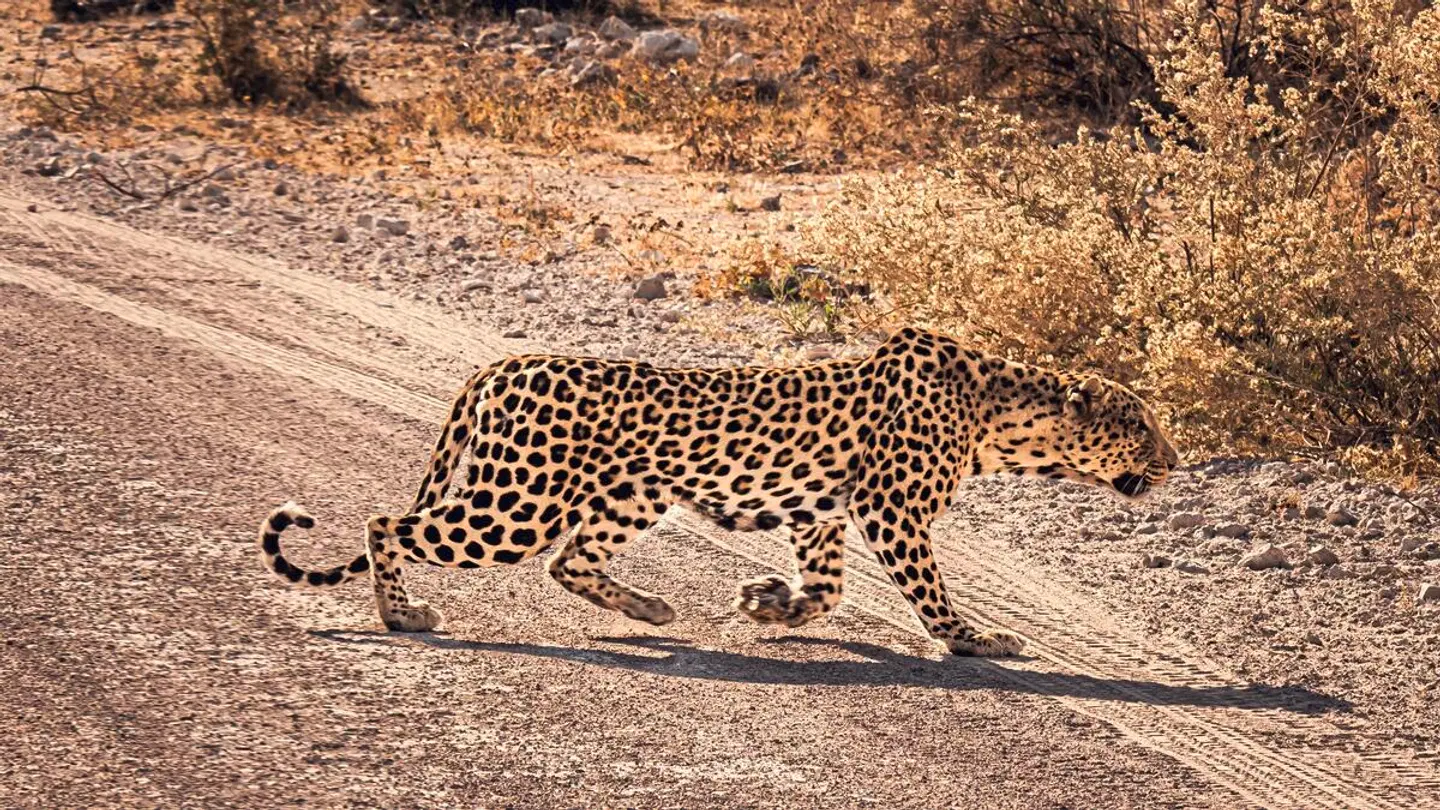 Erlebnis Nationalparks - Etosha bis Victoria Falls Tiere