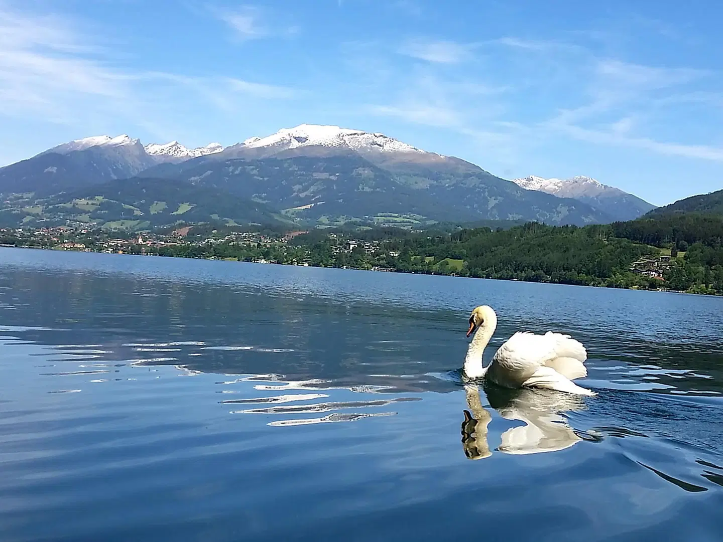 Hotel Bellevue Tiere
