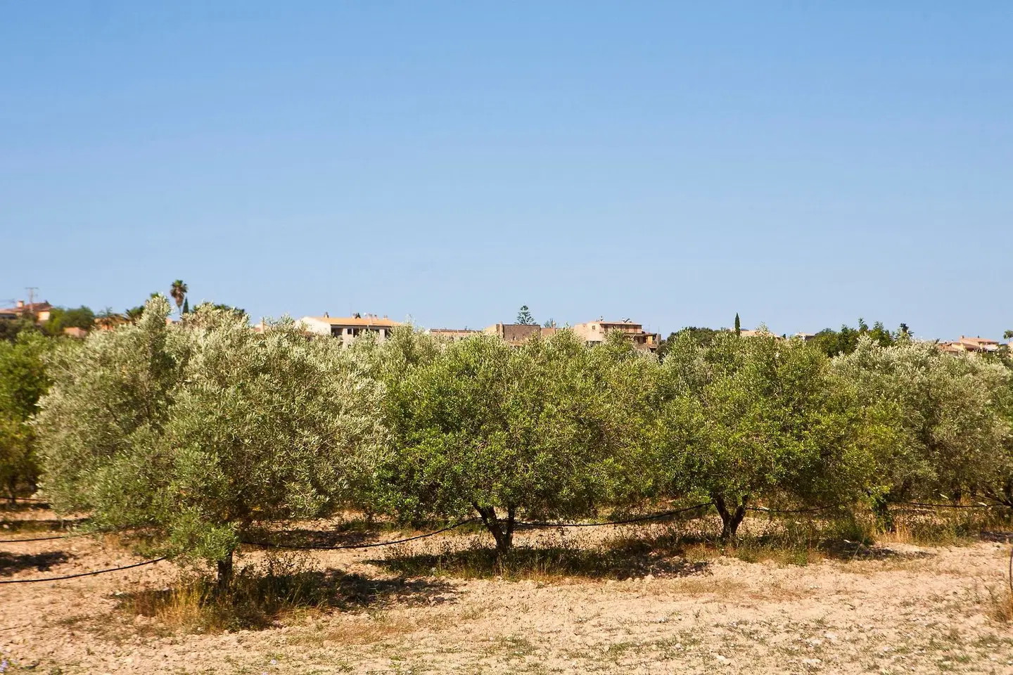 Finca Agroturismo S'Hort de Son Caulelles LANDSCAPE