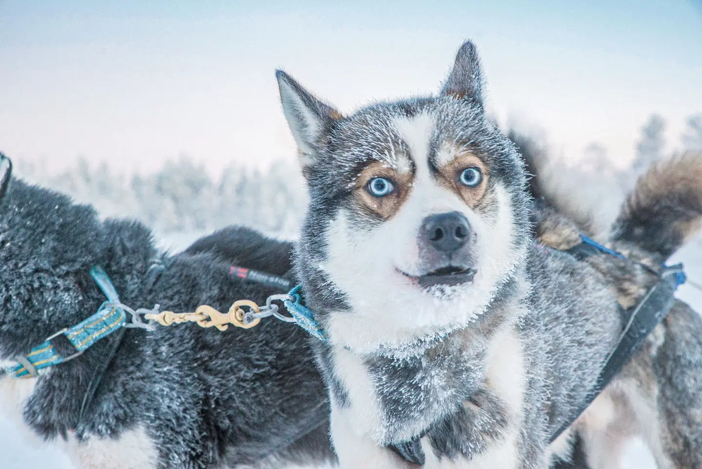 Harriniva - Polarlichtzauber in Lappland Tiere