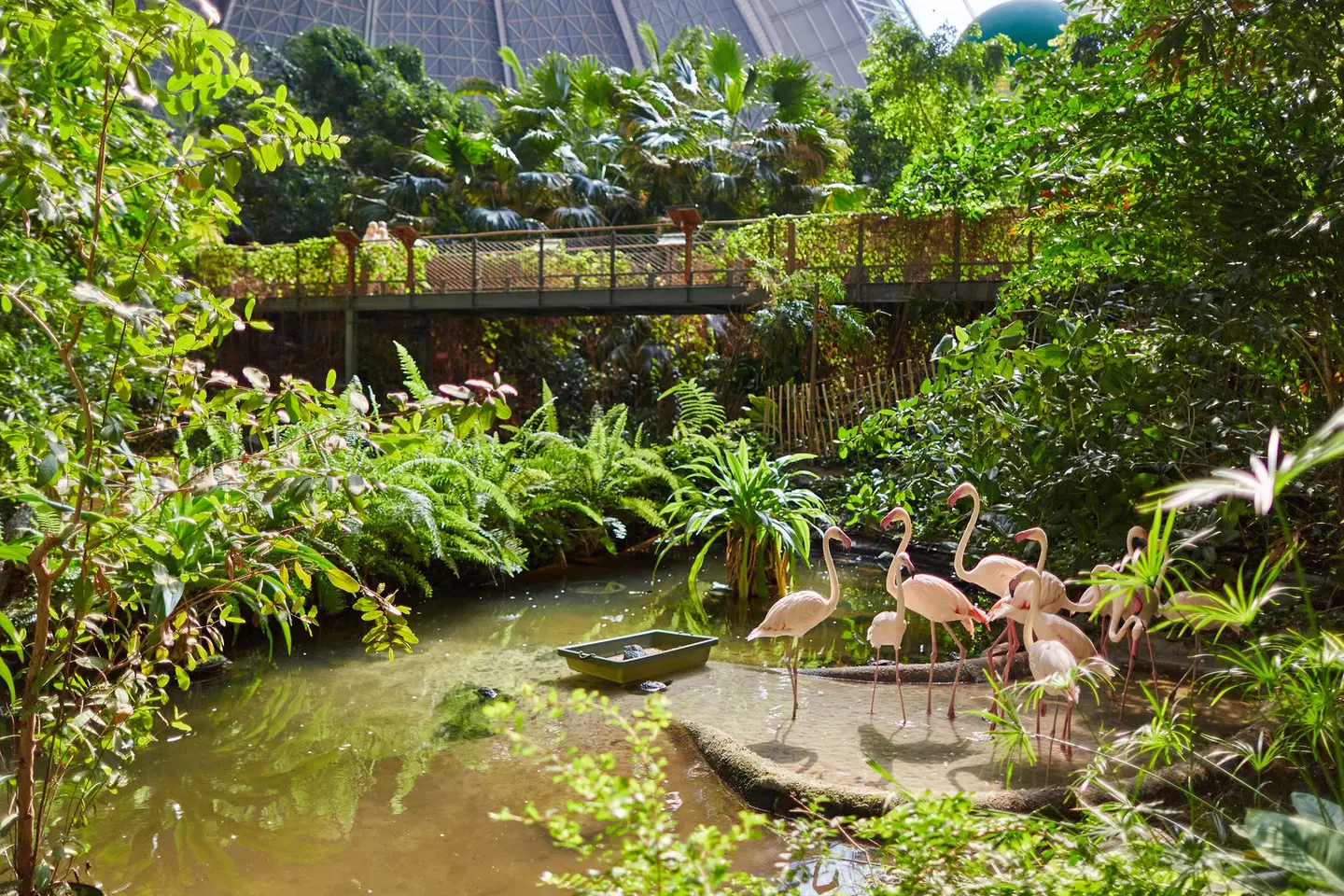 Tropical Islands - Zelte Tiere