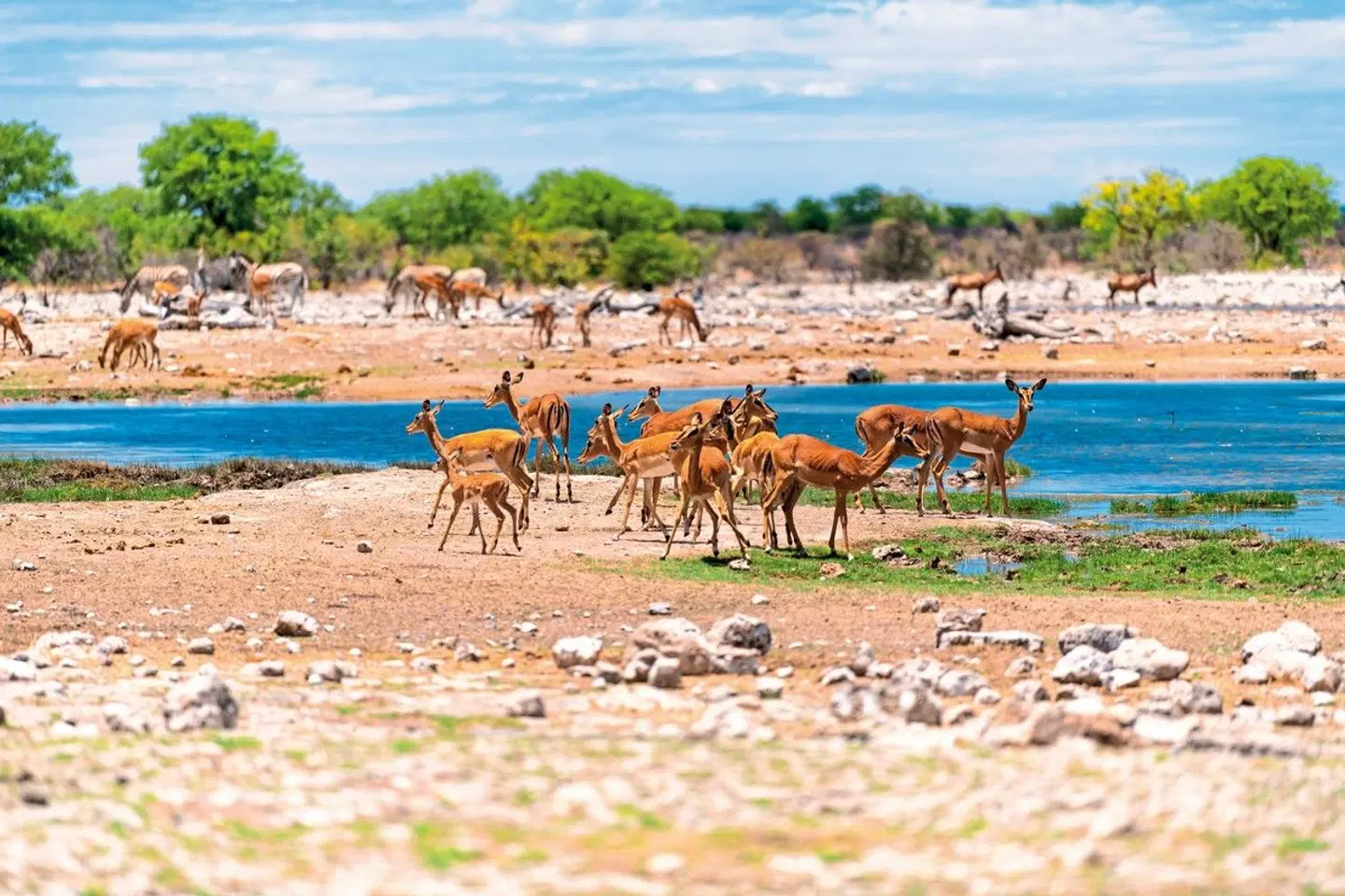 Erlebnis Nationalparks - Etosha bis Victoria Falls Strand