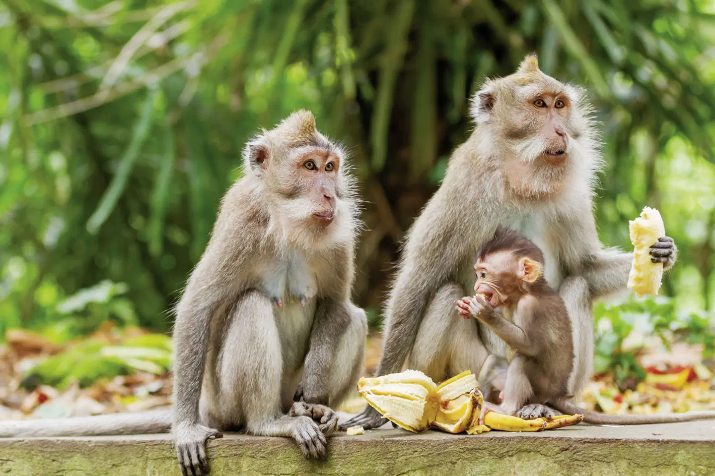 Bali Rundeise & Baden Tiere