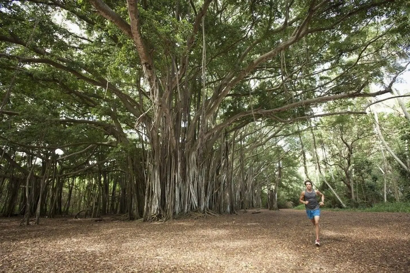 Turtle Bay Resort LANDSCAPE