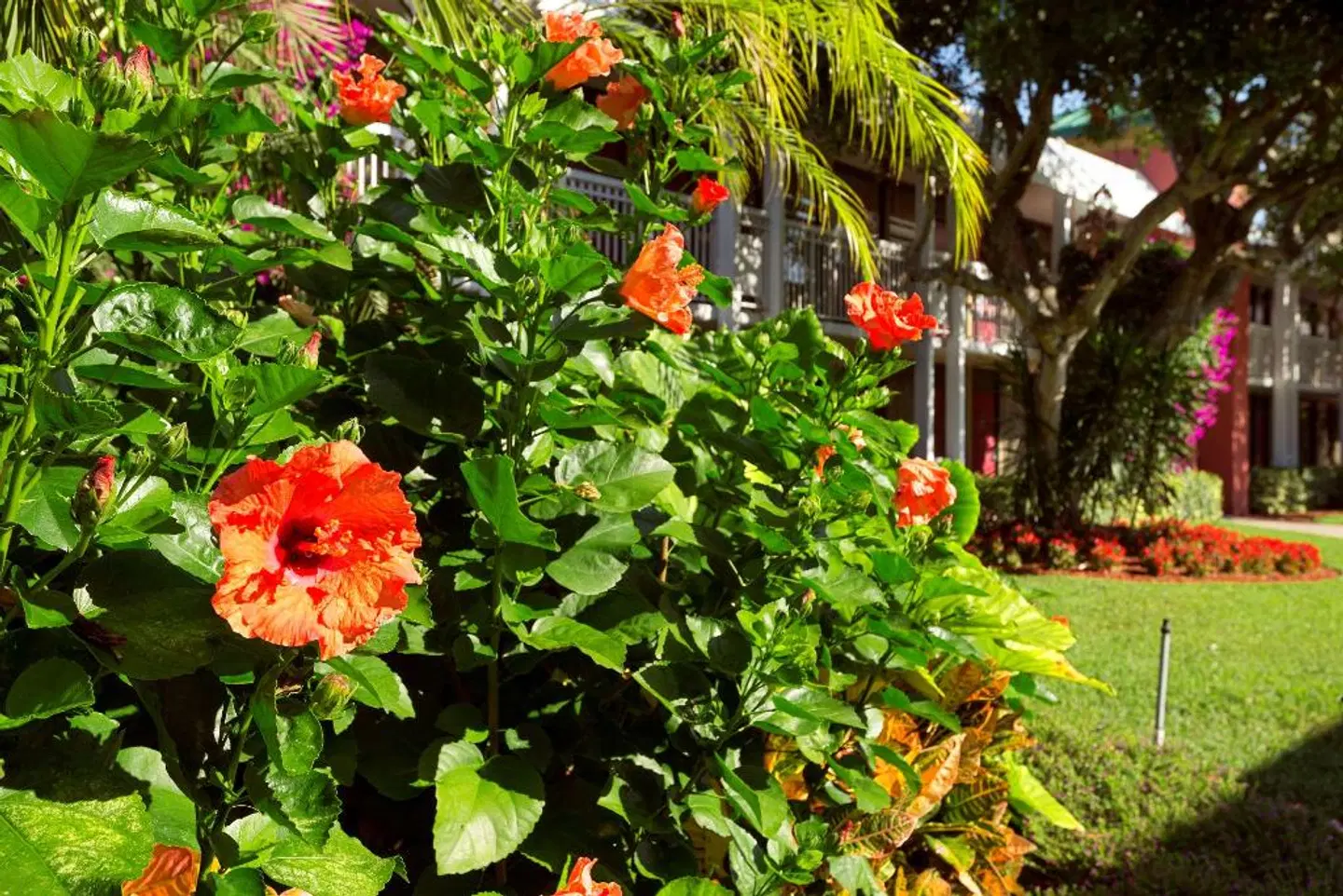 Ramada Naples Garten