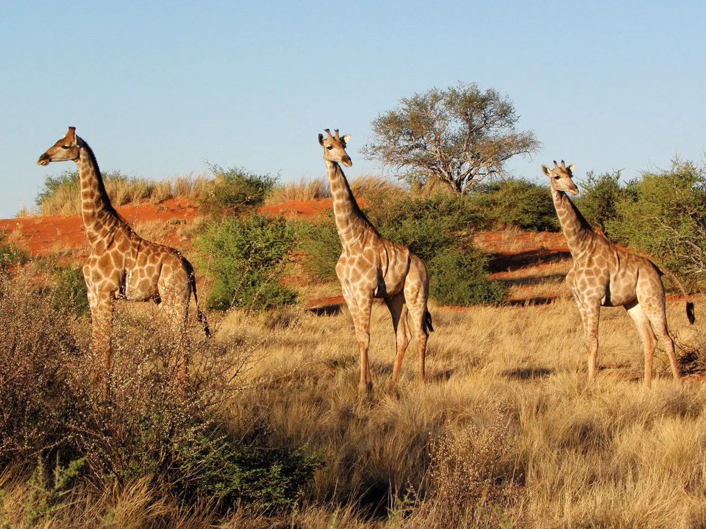 Südafrika & Mauritius Rundreise mit Badeaufenthalt Tiere