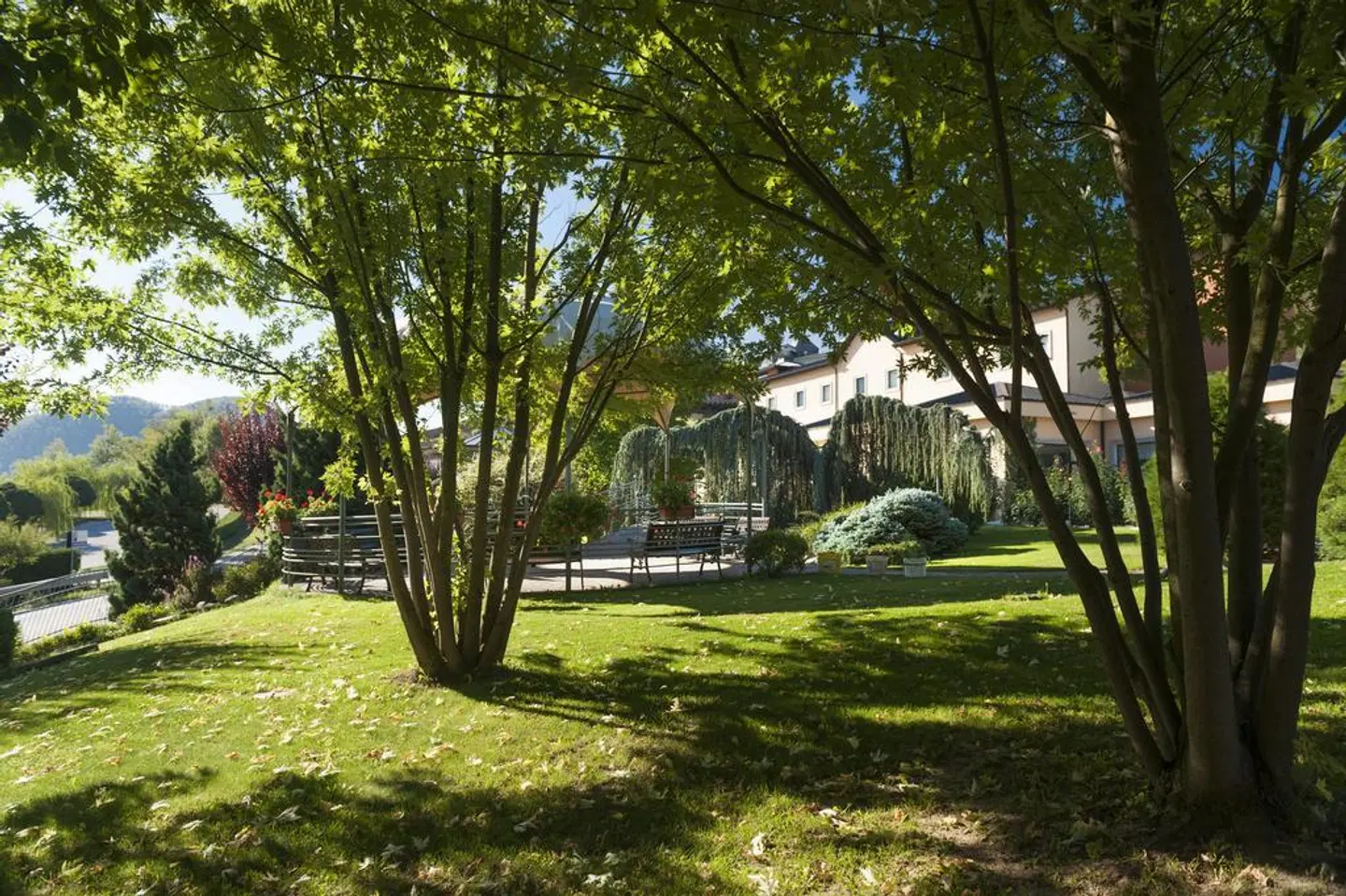Bouganville Garten