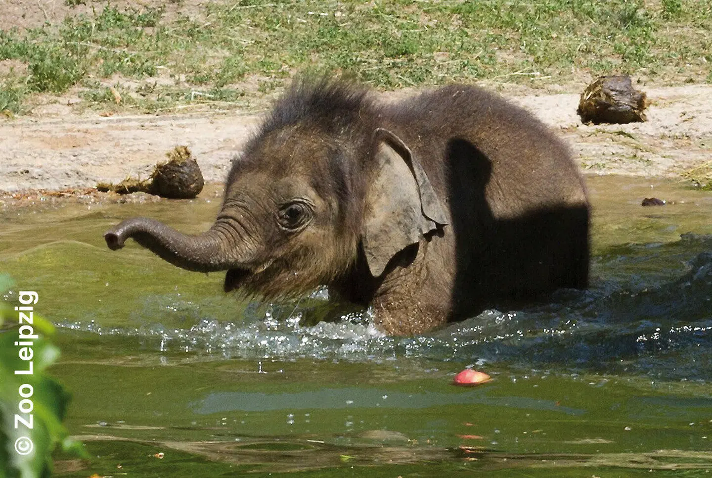 Leipzig mit Zoo Tiere