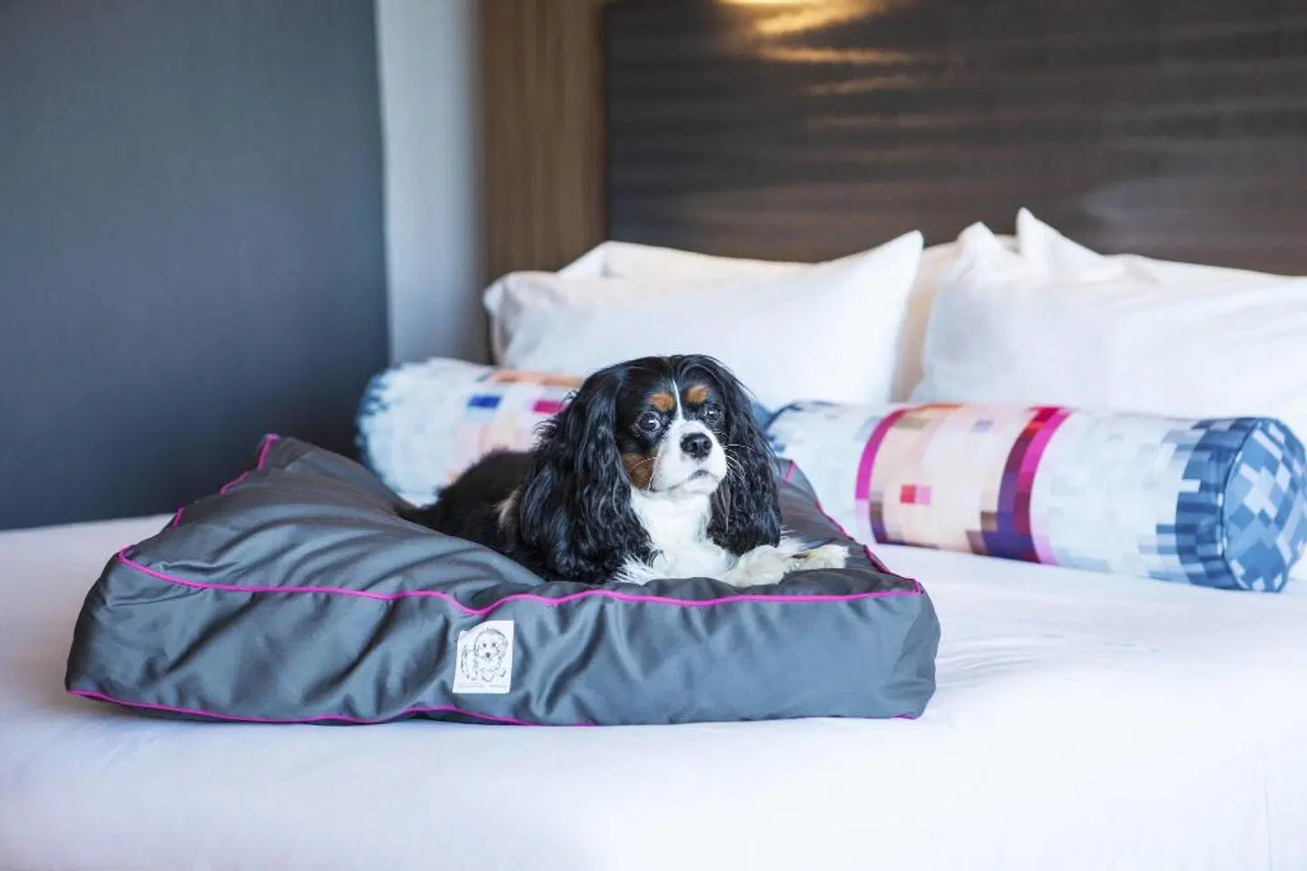 Aloft Miami Dadeland ROOM_EXAMPLE