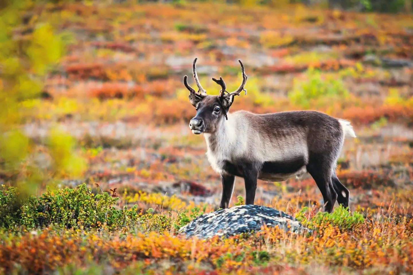 Lappland, Lofoten und Nordkap (ab Tromsø) Tiere