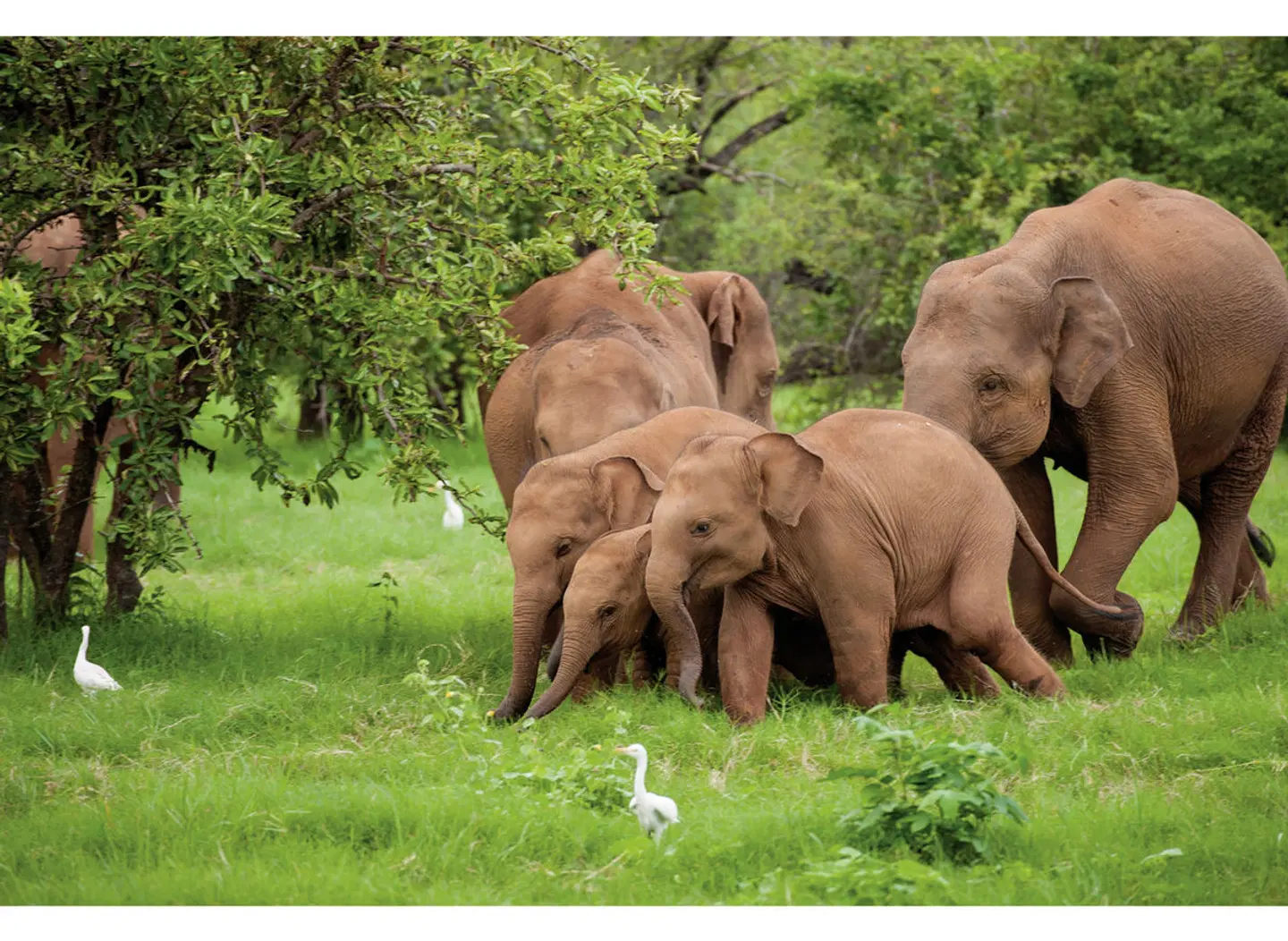 Sri Lanka Allround (Privatreise) Tiere