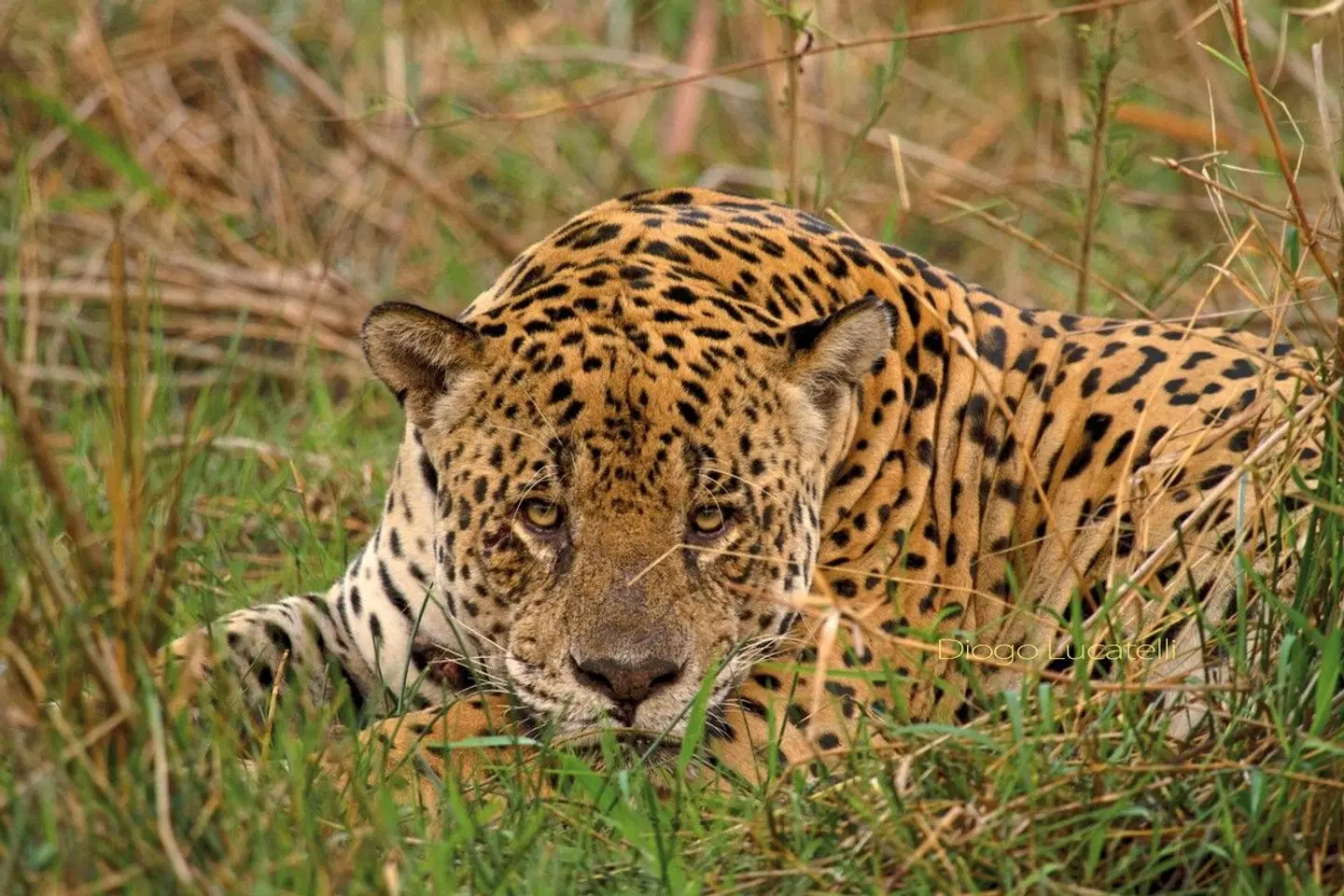 Faszinierendes Naturerlebnis Pantanal Tiere