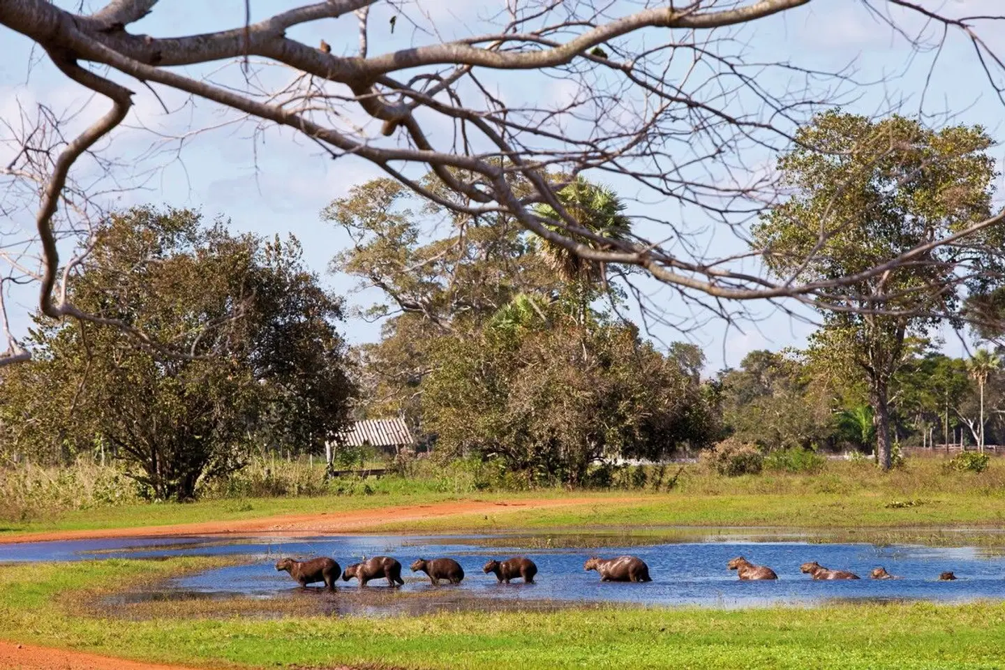 Faszinierendes Naturerlebnis Pantanal LANDSCAPE