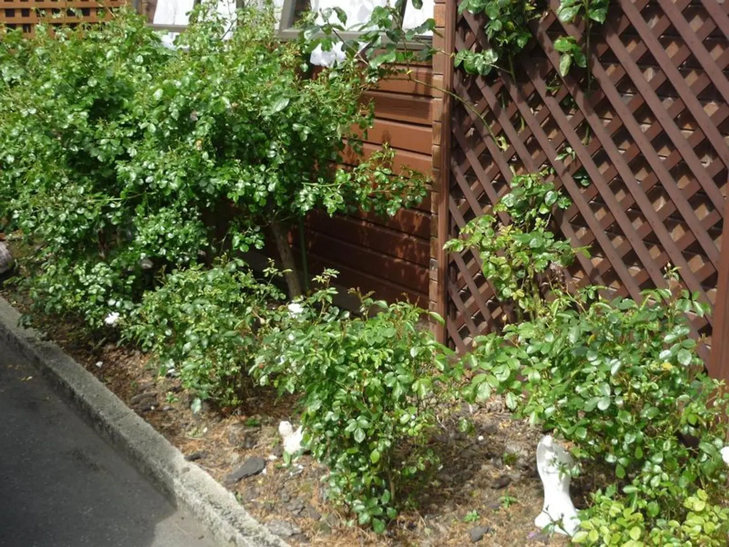 Carisbrook Motel GARDEN