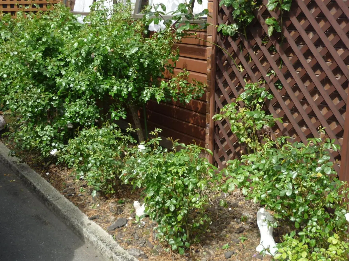 Carisbrook Motel Garten