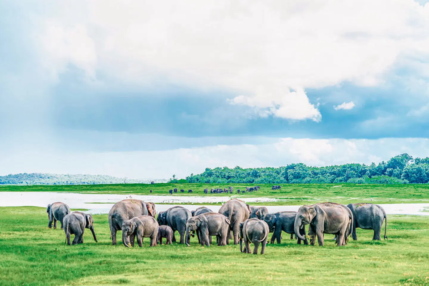 Sri Lanka für Genießer Tiere