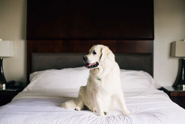 The Westin Seattle Tiere