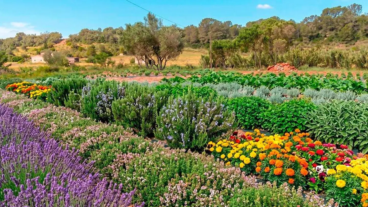 Finca Agroturismo Es Mayolet LANDSCAPE