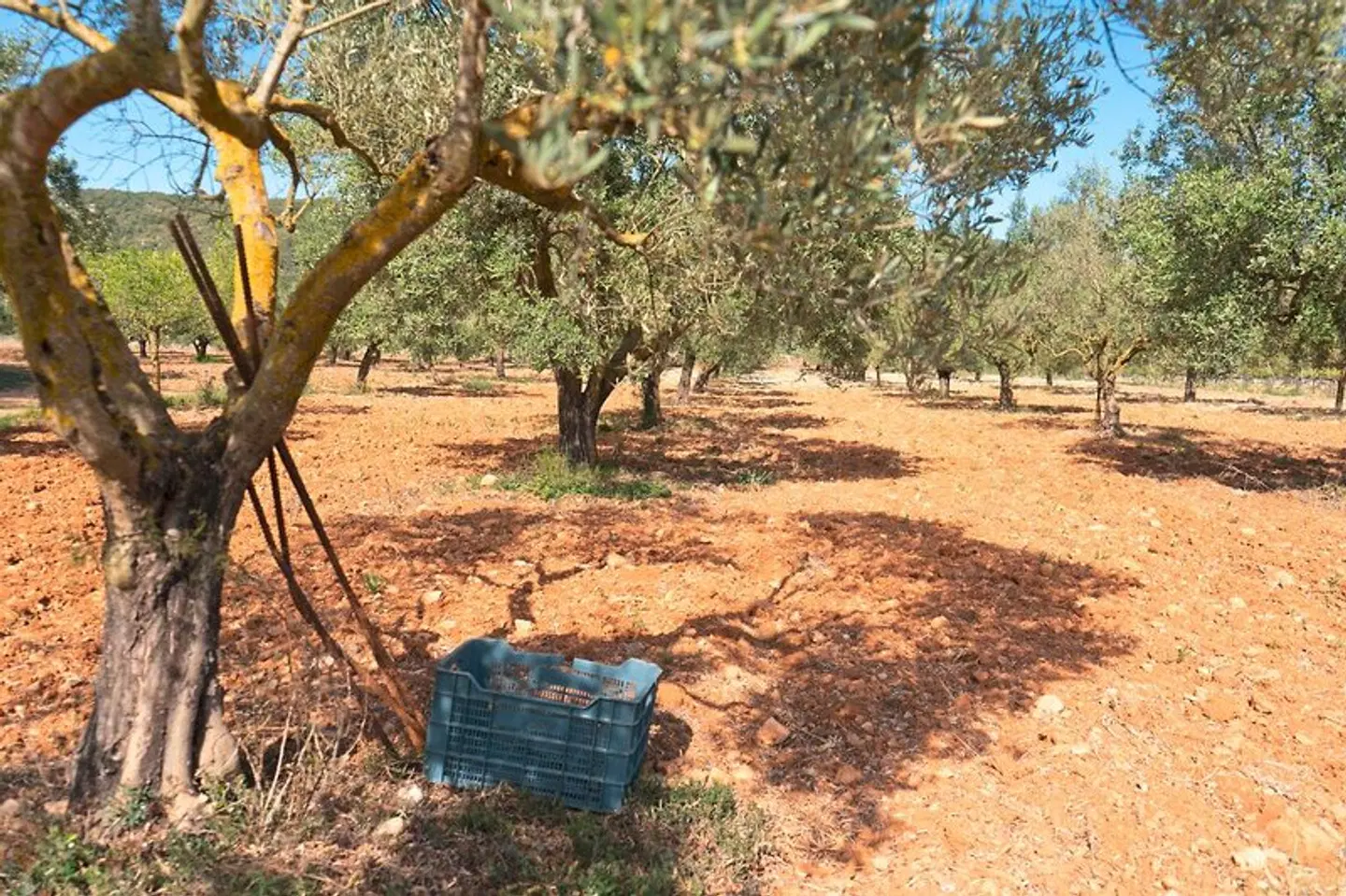 Finca Agroturismo Es Mayolet Strand