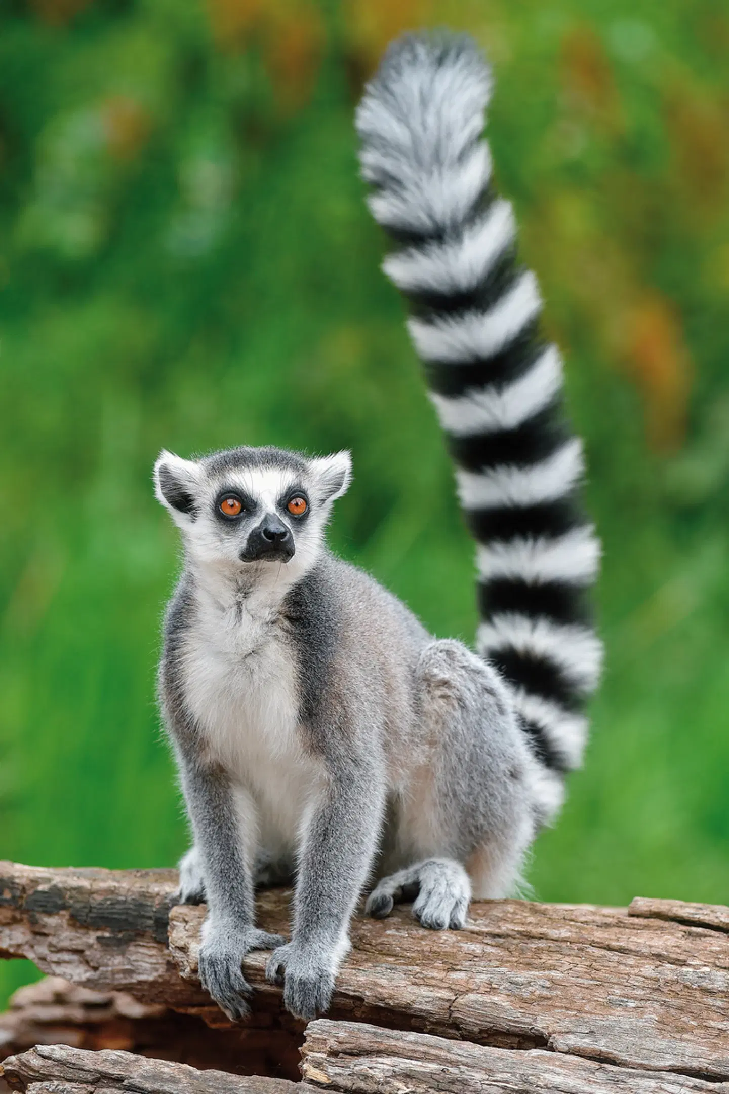 Naturparadies Madagaskar Tiere