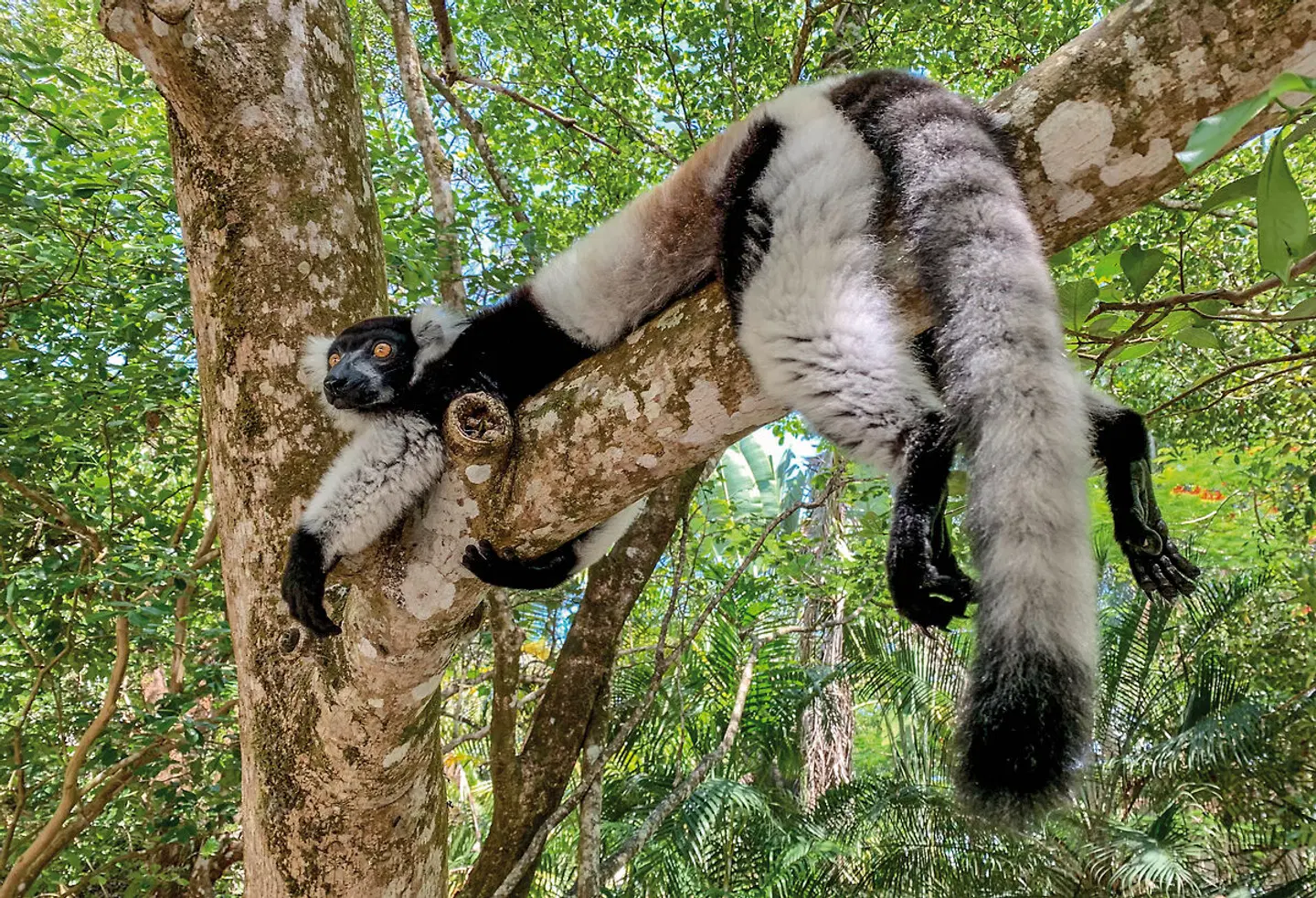 Naturparadies Madagaskar Tiere