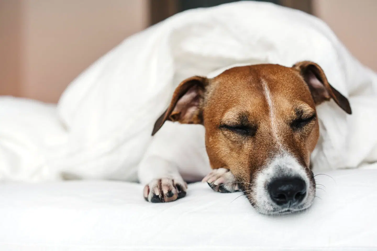 Garner Hotel Frankfurt - Palmengarten by IHG Tiere