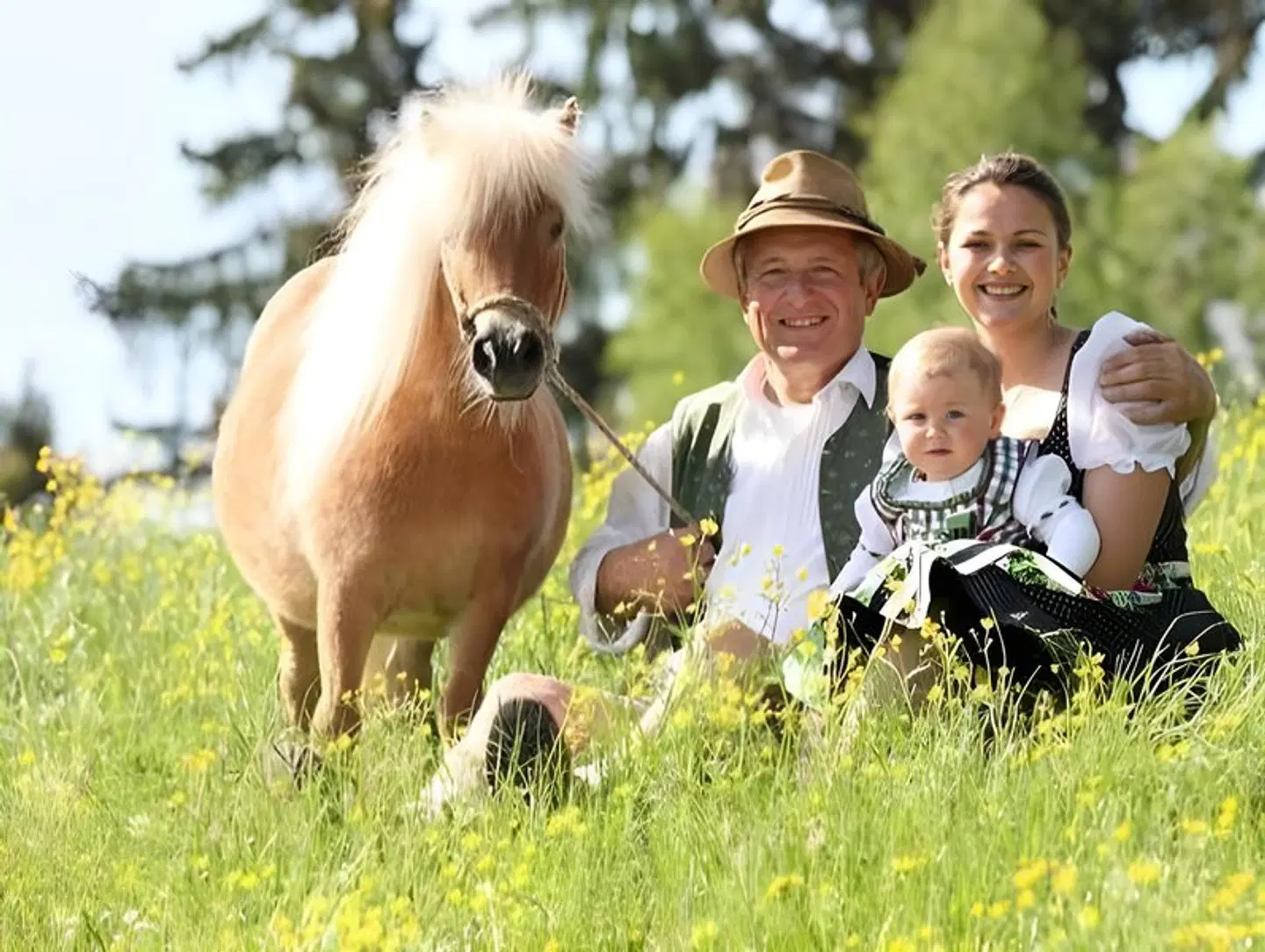 Haflingerhof Tiere