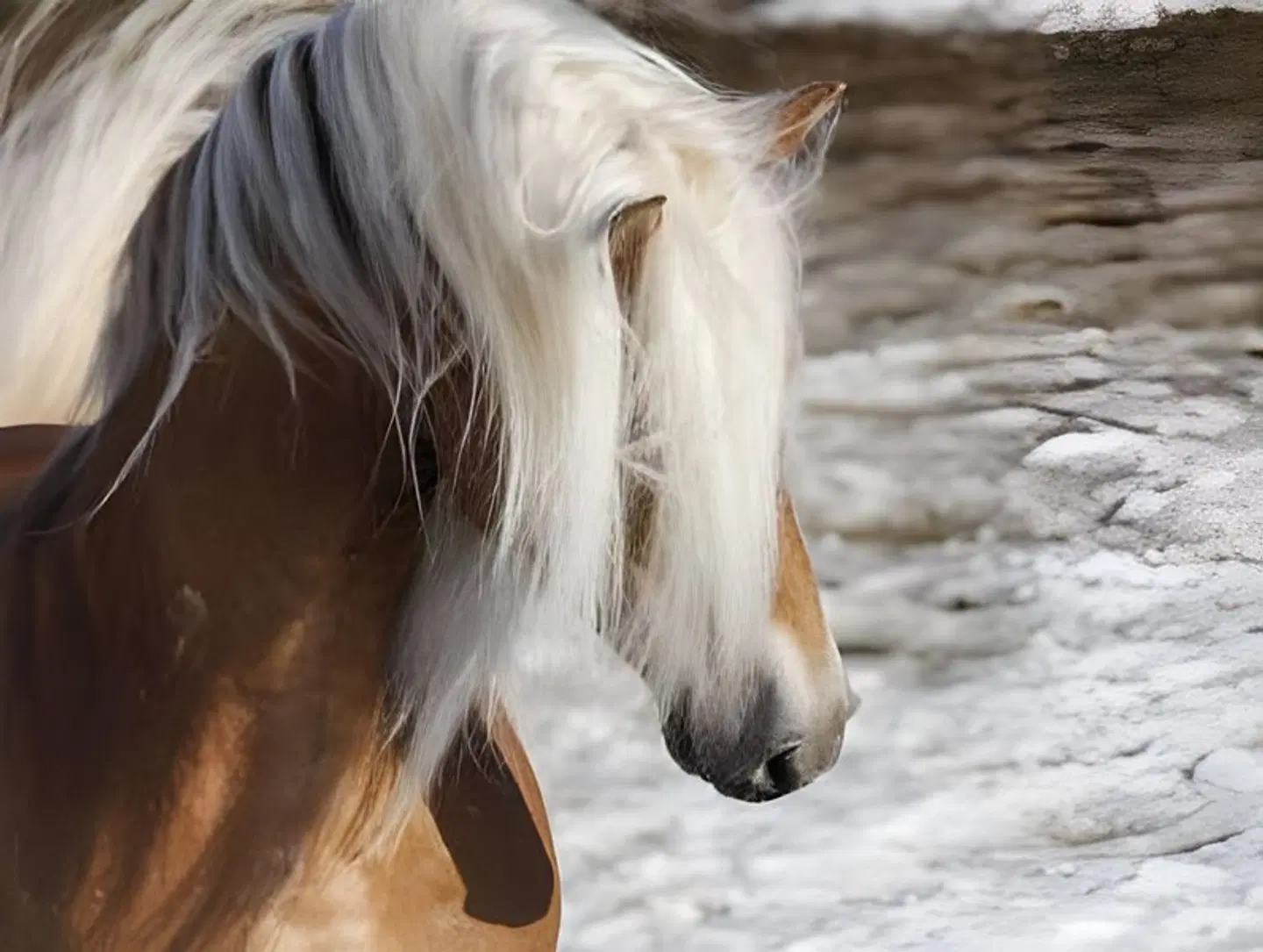 Haflingerhof Tiere