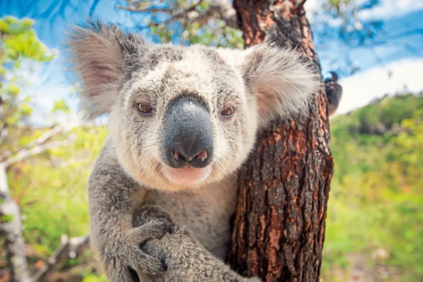 Great Ocean Road & Barossa Valley Tiere
