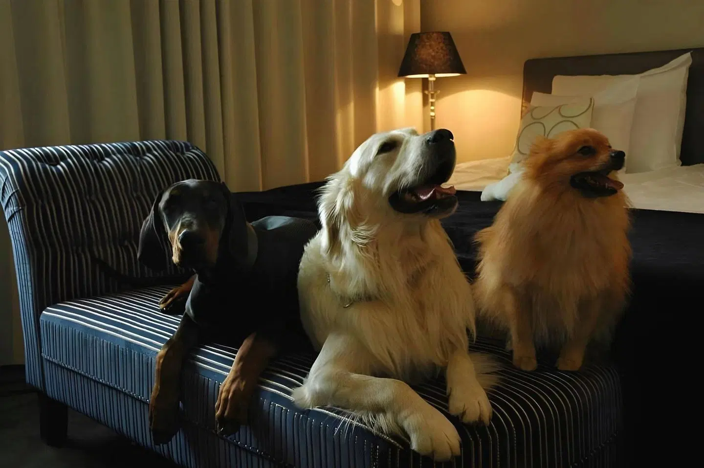 City Hotel Tiere