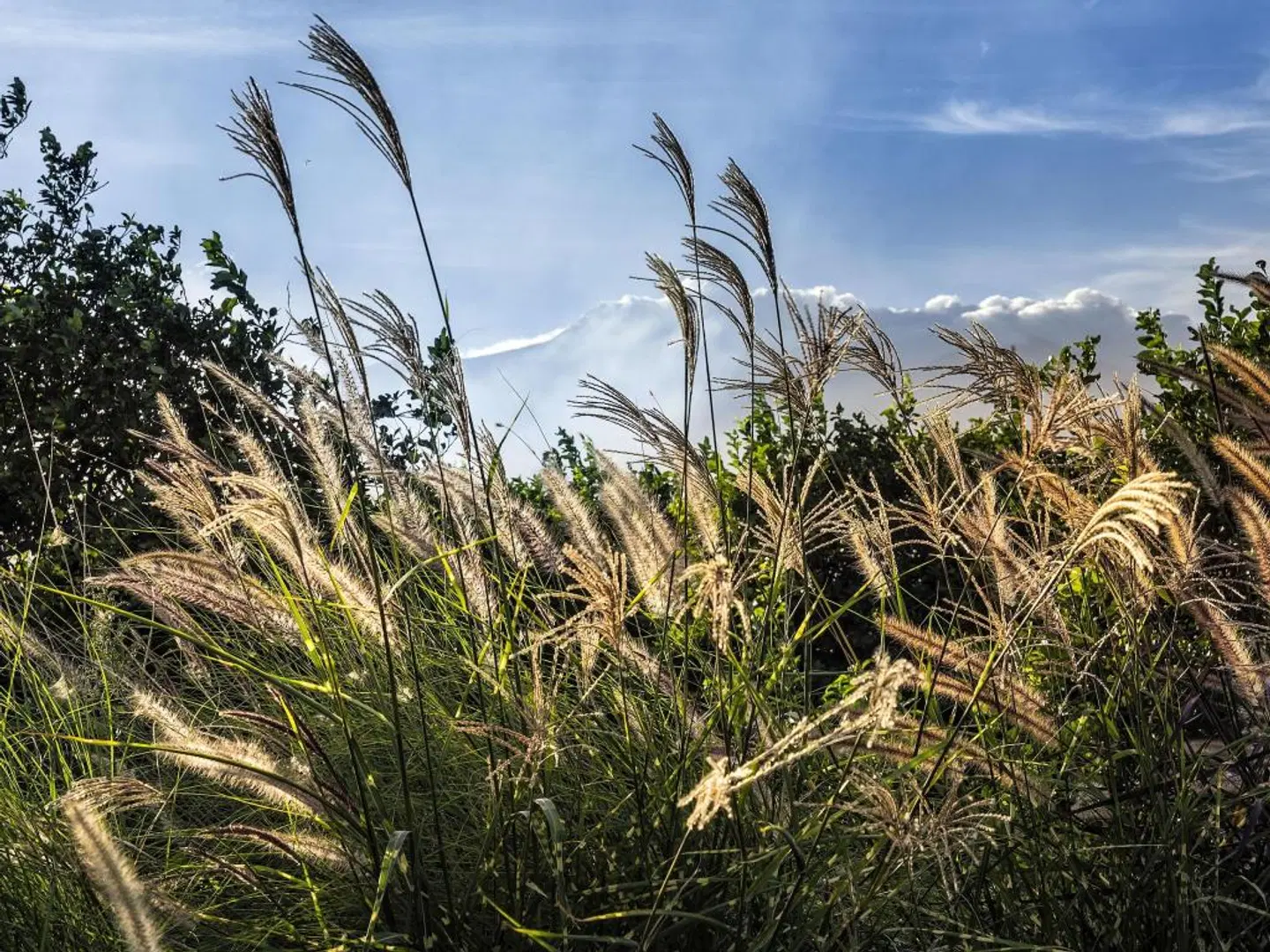 Ramo d'Aria LANDSCAPE