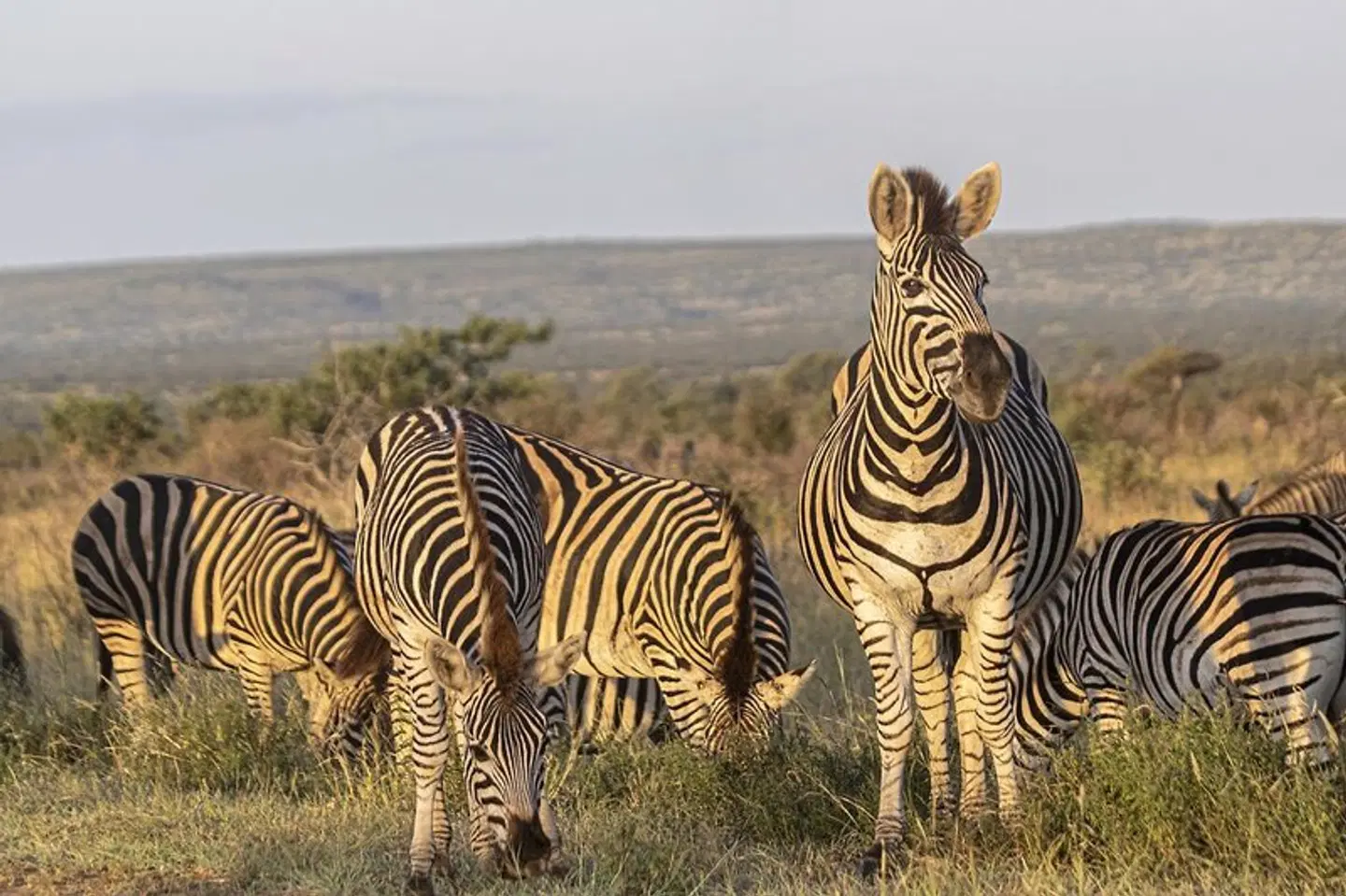 Südafrika zum Verweilen (Kapstadt-Johannesburg) Tiere