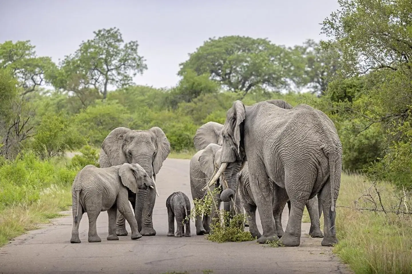 Südafrika zum Verweilen (Kapstadt-Johannesburg) Tiere