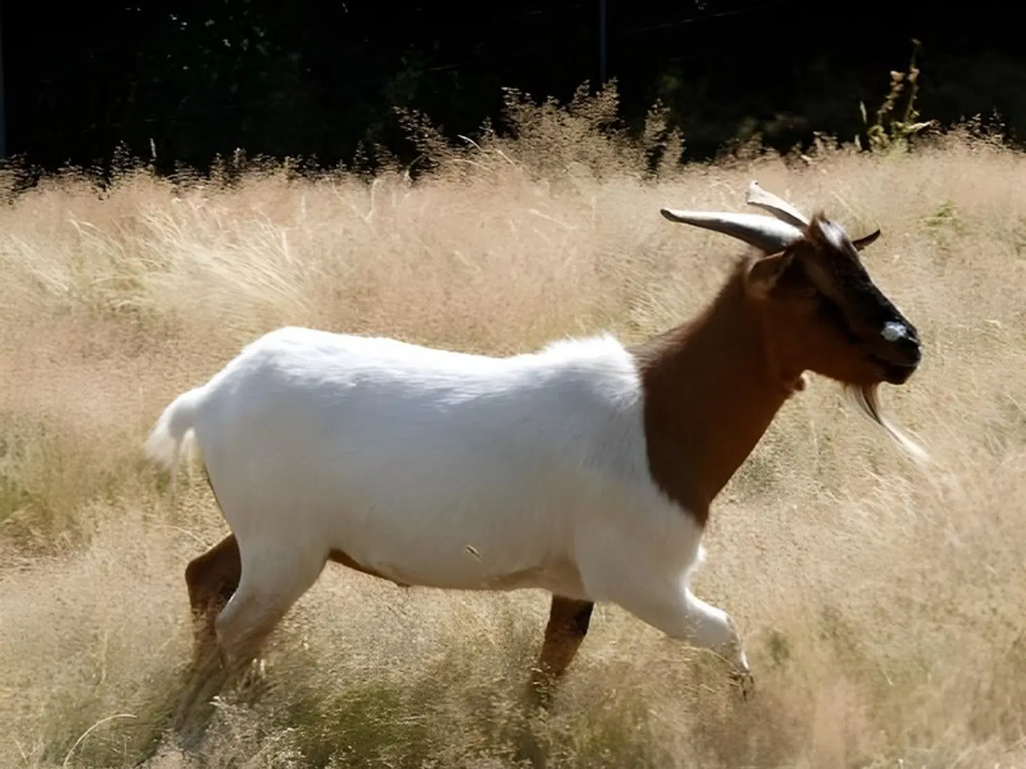 Auberge Les Hauts De Chenas ANIMAL
