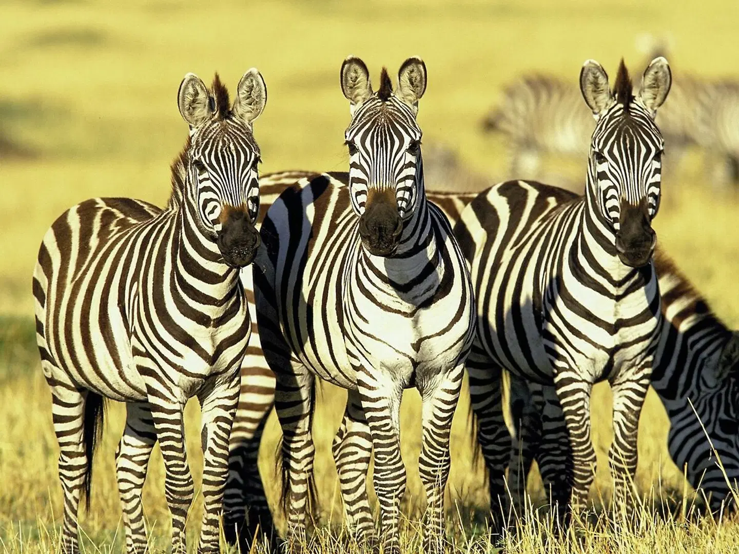 ADAC Special Kenia - Jenseits von Afrika Tiere