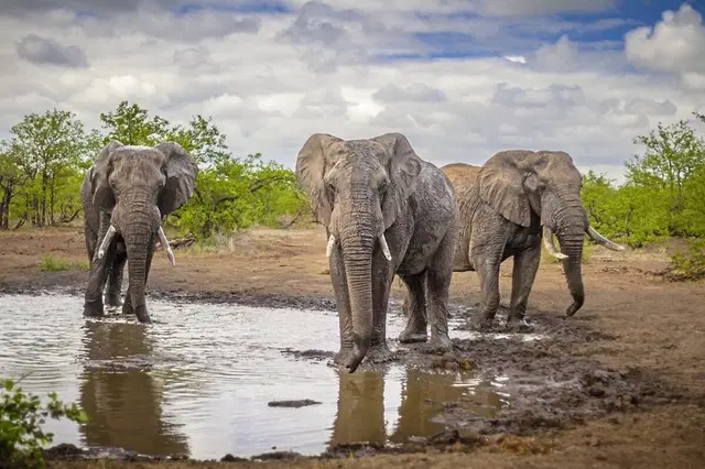 Mpumalanga - Im Reich der wilden Tiere Tiere