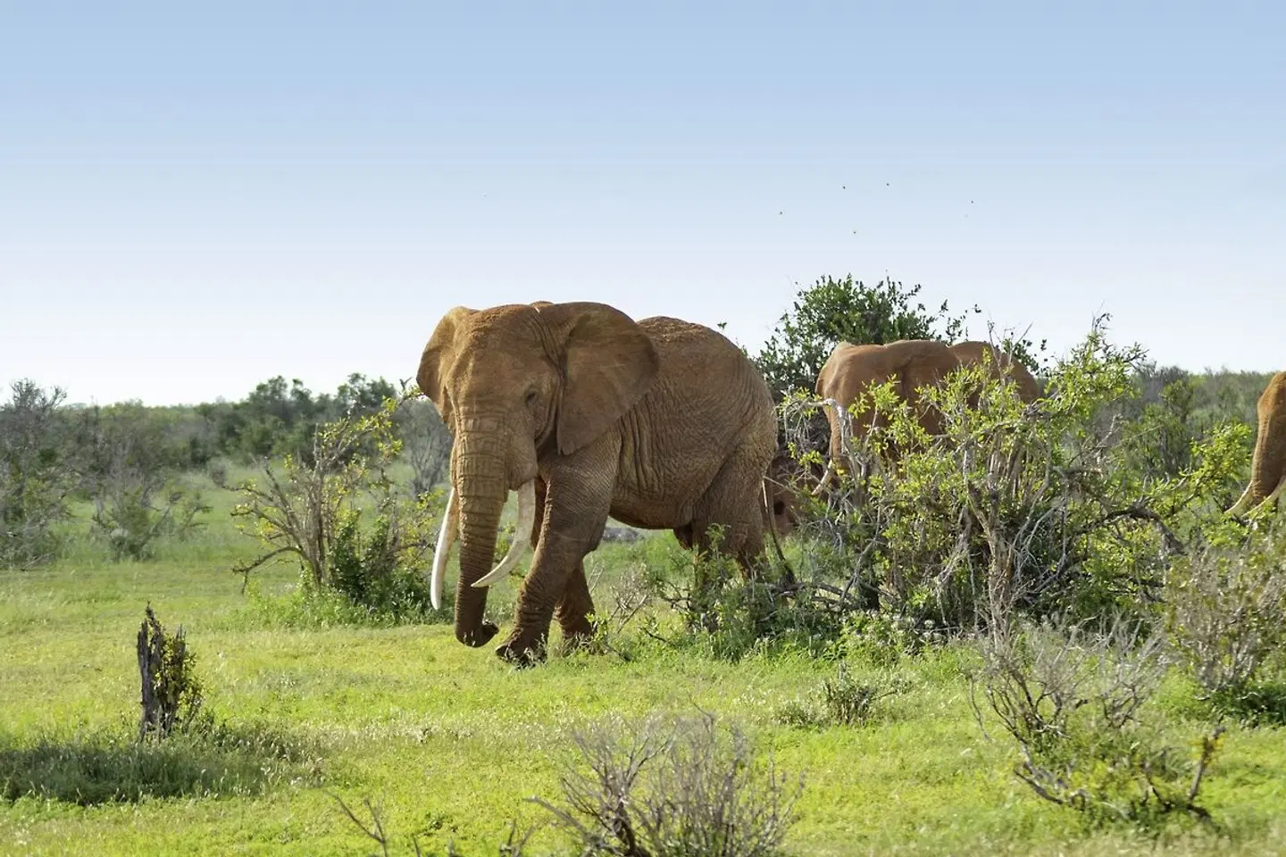 Abenteuer Kenia (ab Nairobi/bis Mombasa) Tiere